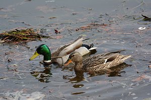 Duck, Mallard, 2014-04070097 Pointe Rok, MA